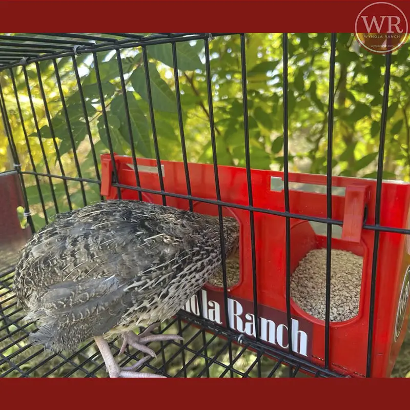 Quail Feeder Cage Universal - Image 3