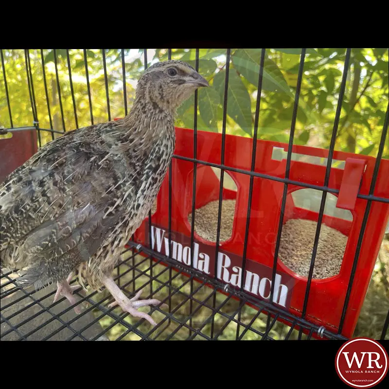 Quail Feeder Cage Universal - Image 4