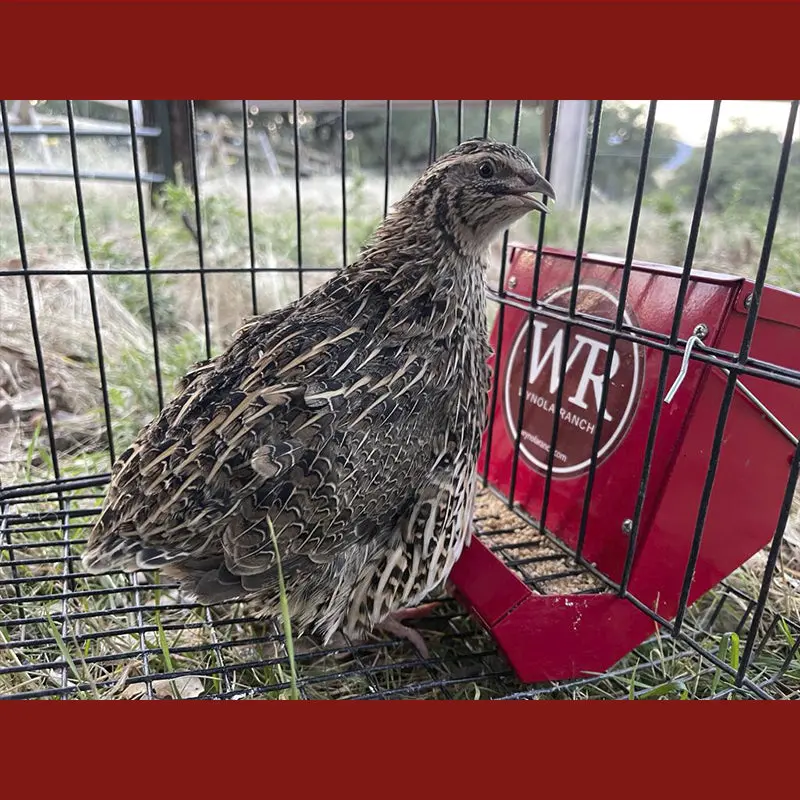 Quail J-Feeder Heavy Duty 5.5” - Image 4